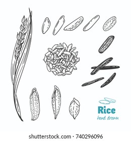 Detailed hand drawn vector black and white illustration of rice seeds and straw