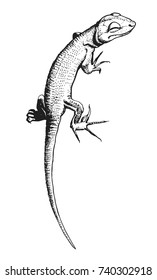 Detailed hand drawn vector black and white illustration of small lizard smiling