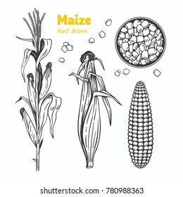 Detailed hand drawn vector black and white illustration of maize kernels and ears with leaves.