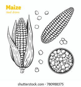 Detailed hand drawn vector black and white illustration of maize kernels and ears with leaves.