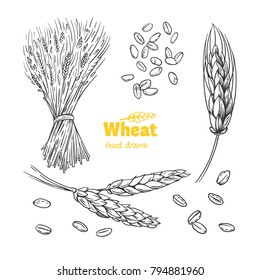 Detailed hand drawn vector black and white illustration of wheat seeds, sheaf, ears and straw