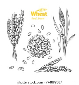 Detailed hand drawn vector black and white illustration of wheat seeds, sheaf, ears and straw