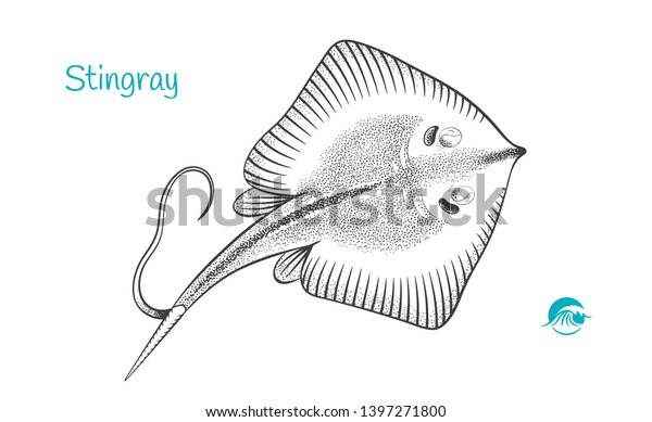 Detailed Hand Drawn Vector Black White Stock Vector (Royalty Free ...