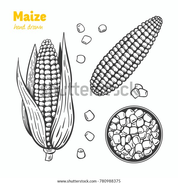 トウモロコシの粒と葉を持つ耳を描いた 細かい手描きのベクトル白黒イラスト のベクター画像素材 ロイヤリティフリー