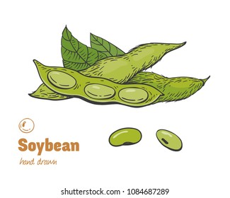 Detailed hand drawn vector color illustration of green soya beans, pods and leaves.