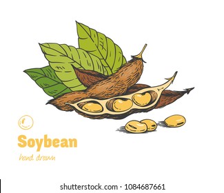 Detailed hand drawn vector color illustration of ripe soya beans, pods and leaves.