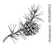 Detailed hand drawn vector illustration of pine branches and cones. Realistic ink sketch style design, perfect for nature, eco-themed projects, Christmas decorations and botanical illustrations.