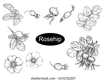 Detailed hand drawn vector illustration set of rosehips, flowers, leaf. Sketch