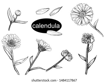 Detailed hand drawn vector illustration set of calendula. Black and white sketch of isolated marigold.