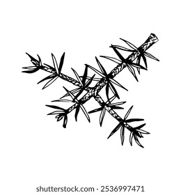 Detailed hand drawn vector illustration of pine, cedar, fir branch. Realistic ink sketch style design, perfect for nature, eco themed projects, Christmas decorations and botanical illustrations.