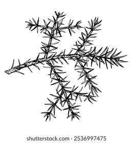 Detailed hand drawn vector illustration of pine, cedar, fir branch. Realistic ink sketch style design, perfect for nature, eco themed projects, Christmas decorations and botanical illustrations.