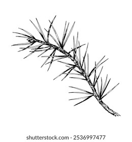 Detailed hand drawn vector illustration of pine, cedar, fir branch. Realistic ink sketch style design, perfect for nature, eco themed projects, Christmas decorations and botanical illustrations.