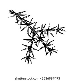 Detailed hand drawn vector illustration of pine, cedar, fir branch. Realistic ink sketch style design, perfect for nature, eco themed projects, Christmas decorations and botanical illustrations.