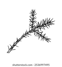 Detailed hand drawn vector illustration of pine, cedar, fir branch. Realistic ink sketch style design, perfect for nature, eco themed projects, Christmas decorations and botanical illustrations.