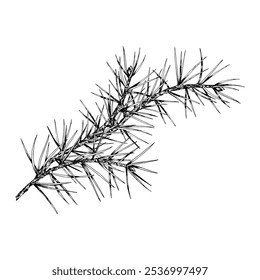 Detailed hand drawn vector illustration of pine, cedar, fir branch. Realistic ink sketch style design, perfect for nature, eco themed projects, Christmas decorations and botanical illustrations.