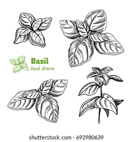 Detailed Hand Drawn Vector Illustration Of Basil Plant. 