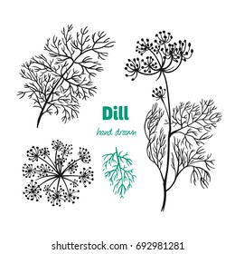 Detailed hand drawn vector illustration of Dill plant with flowers and leaves. 