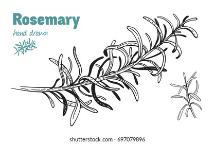 Detailed hand drawn vector illustration of rosemary twig