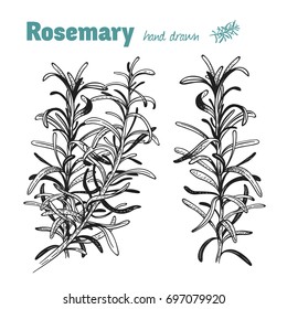 Detailed hand drawn vector illustration of rosemary twigs