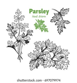 Detailed hand drawn vector illustration of parsley plant