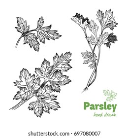 Detailed hand drawn vector illustration of parsley plant