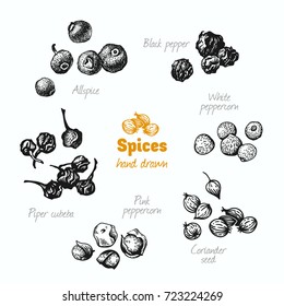 Detailed hand drawn vector illustration of peppers black, pink, white, cubeba, coriander, isolated on white background 