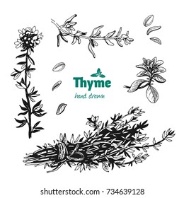 Detailed hand drawn vector illustration of thyme plant with flowers and leaves isolated on white background 
