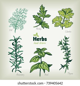 Detailed hand drawn vector  illustration of culinary herbs. Dill, basil, cilantro, parsley, rosemary, thyme.