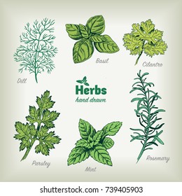 Detailed hand drawn vector  illustration of culinary herbs. Dill, basil, cilantro, parsley, rosemary, mint.