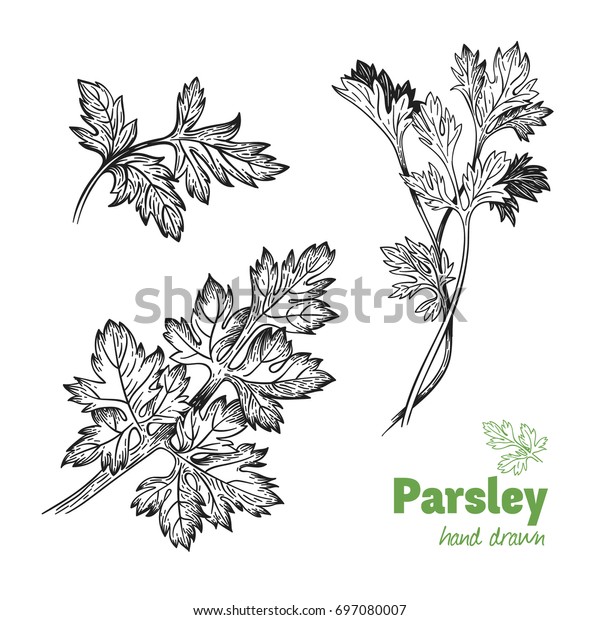 Detailed Hand Drawn Vector Illustration Parsley Stock Vector (Royalty ...