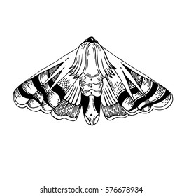 Detailed hand drawn vector moth illustration isolated on white background.