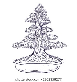 Detailed hand drawn vector sketch of formal upright pine bonsai tree in pot, isolated on white background. Linear engraving style of miniature oriental indoor plant.