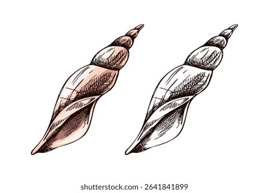 Detailed hand drawn vintage illustration of elongated spiral seashell in colored and monochrome versions. Ideal for summer, marine, nautical or beach themed graphic and digital design projects.