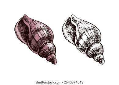 Detailed hand drawn vintage vector illustration of a sea snail shell in pastel pink. Includes colored and monochrome versions. Perfect for summer designs, packaging, patterns, branding.