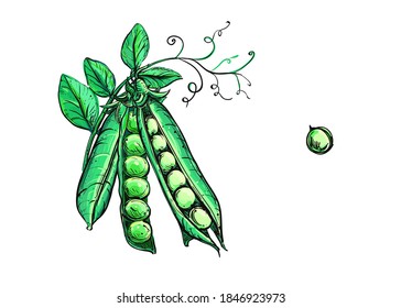 Detailed hand painted color vector illustration set of pea pods and peas. sketch. Elements in graphic style label, card, sticker, menu, package.