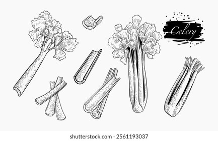 A detailed hand-drawn illustration depicts various aspects of celery including whole stalks, leaves, and chopped pieces.