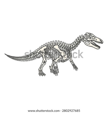 A detailed hand-drawn illustration of a dinosaur skeleton, specifically a theropod, presented in a vintage engraving style. The artwork features a side profile view of the complete skeletal structure, including the skull with sharp teeth, a long spine, rib cage, and powerful limbs. The cream-colored bones are outlined with fine black ink lines, creating a classic scientific or museum-style aesthetic against a clean white background.