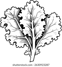 Detailed hand-drawn illustration of a leafy lettuce vegetable	