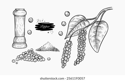 A detailed hand-drawn illustration showcases peppercorns on a vine, loose peppercorns, ground pepper, and a pepper grinder.