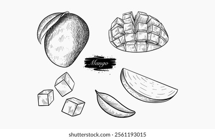 A detailed hand-drawn illustration showcasing whole mangoes, sliced mango, diced mango pieces and leaves.