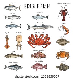 Detailed, hand-drawn illustration of various edible seafood.