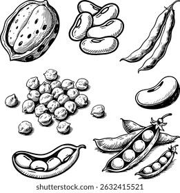 Detailed hand-drawn legumes and beans sketch