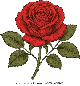 Detailed Hand-Drawn Red Rose Blossom