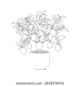 A detailed hand-drawn sketch of a small lemon tree growing in a simple ceramic pot, featuring lush leaves and several ripe lemons hanging from branches.