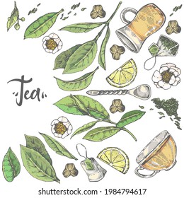 Detailed hand-drawn sketch tea plant and cooking tools, vector illustration.