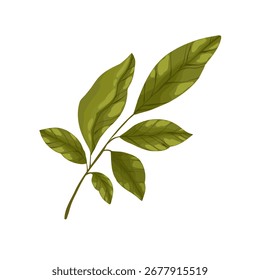 A detailed hand-drawn vector illustration of a lemon tree branch with green leaves. This versatile botanical element is perfect for creating natural compositions, patterns, or borders for packaging