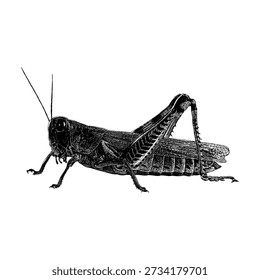 Detailed hand-drawn vector illustration of a locust in side view, isolated on a white background. Engraving and vintage sketch style, suitable for educational materials, scientific publications, agricultural themes, pest control concepts, and nature-related designs.