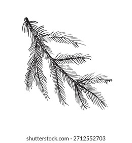 Detailed hand-drawn vector illustration of a pine branch with thin needles. Natural botanical sketch perfect for winter designs, Christmas decor, forest themes, rustic elements, and seasonal holiday