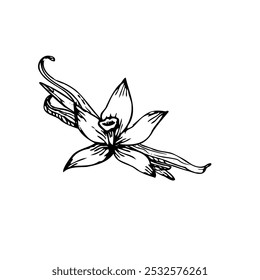 Ilustração vetorial desenhada à mão detalhada de flores de orquídea de baunilha com varetas. Esta elegante arte de linha é perfeita para projetos botânicos ou embalagem de produtos naturais.