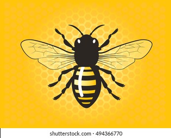 Detailed honey bee vector illustration.